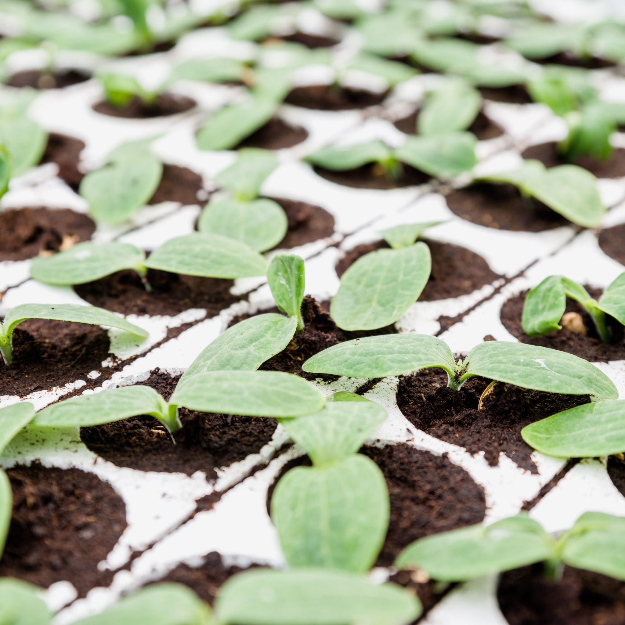 Refuge SeedStart 72-Cell Tray