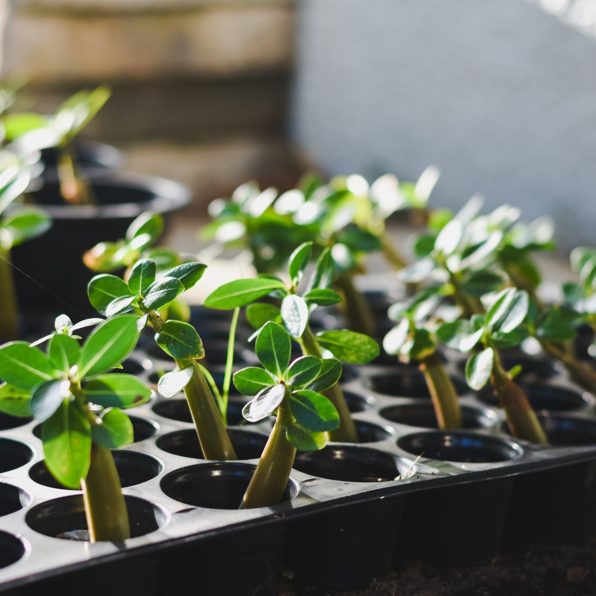 Refuge MiniGreen Kit 50 Cell″